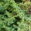 Juniperus squamata 'Wilsonii' -- Wilsons beschuppter Wacholder